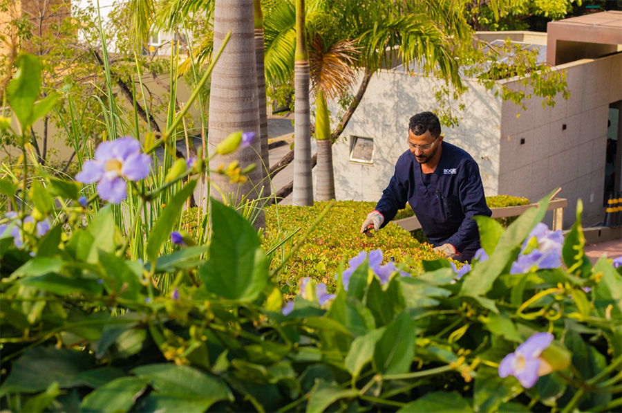 Jardinagem e paisagismo