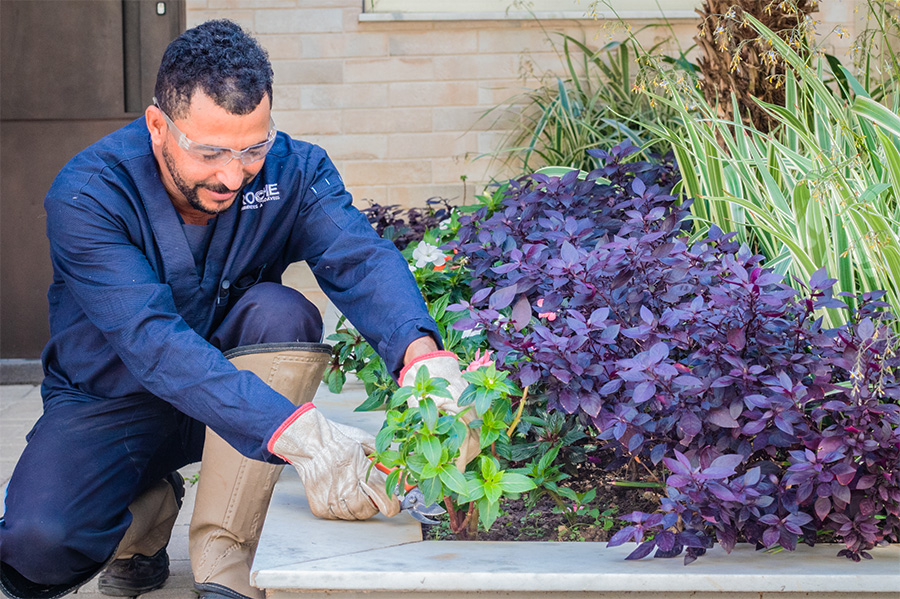 Jardinagem e paisagismo
